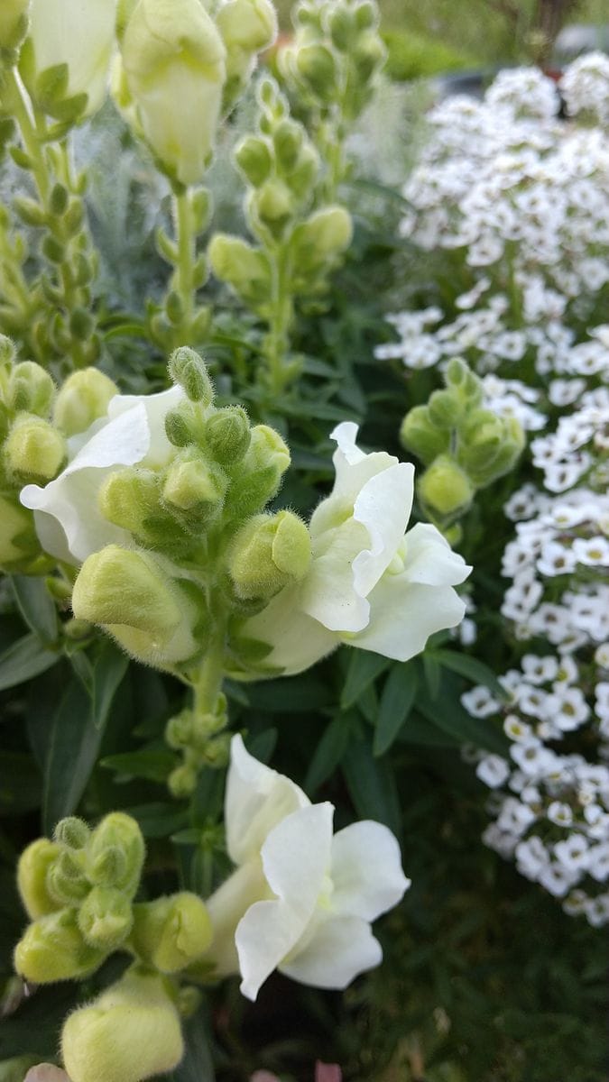 2020-2021 金魚草を寄せ植えに入れたい 3/13 やっと開花が始まりました