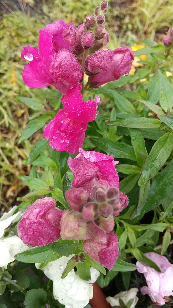 2020-2021 金魚草を寄せ植えに入れたい 3/25 赤紫の花が咲きました。