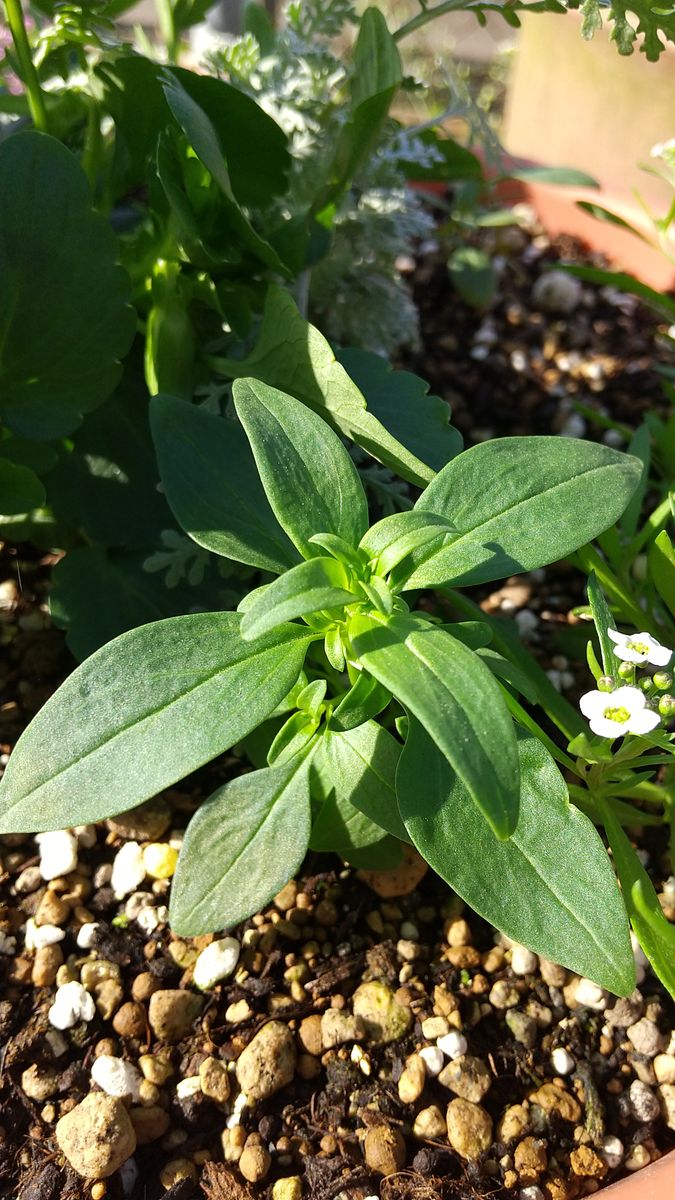 2020-2021 金魚草を寄せ植えに入れたい 11/22 寄せ植えで育っています。