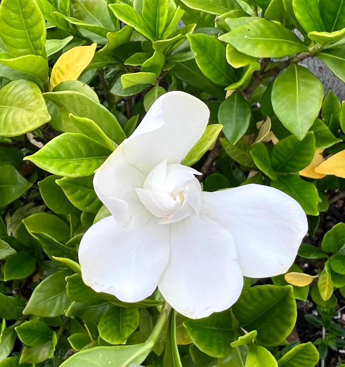 クチナシ★八重咲き 植えて2年目の開花