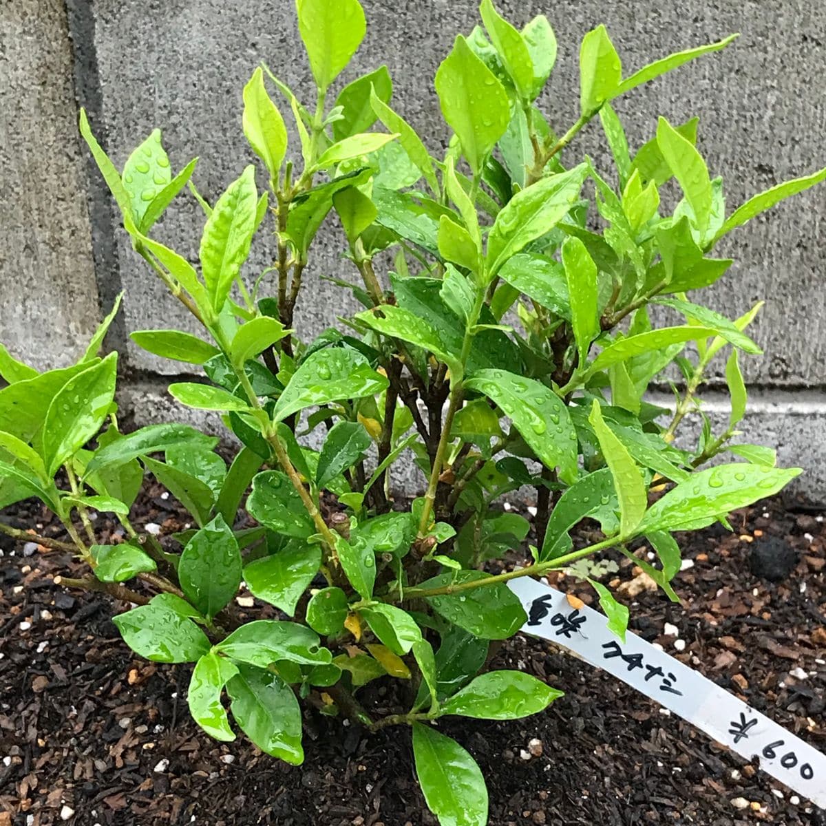 クチナシ★八重咲き 北側の花壇に植える