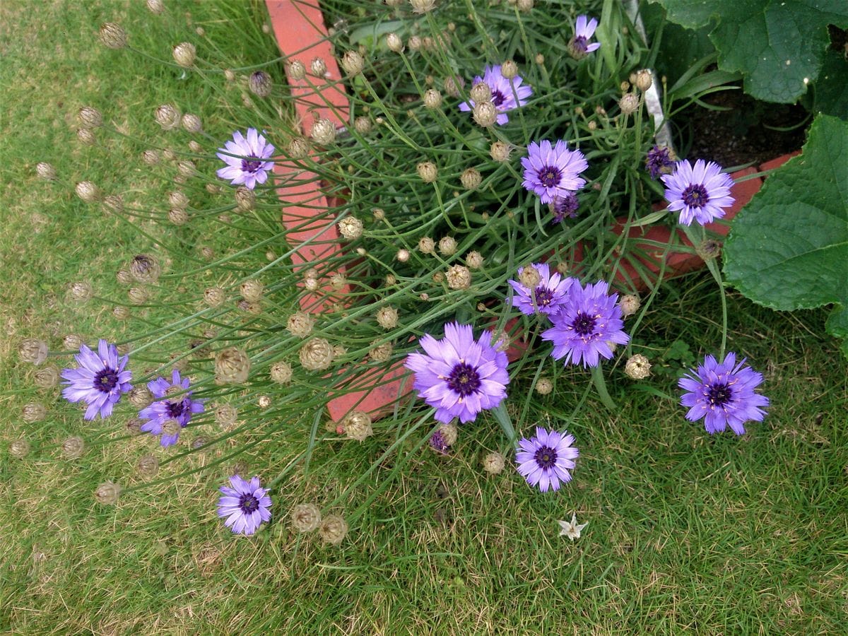 カタナンケ 開花進む