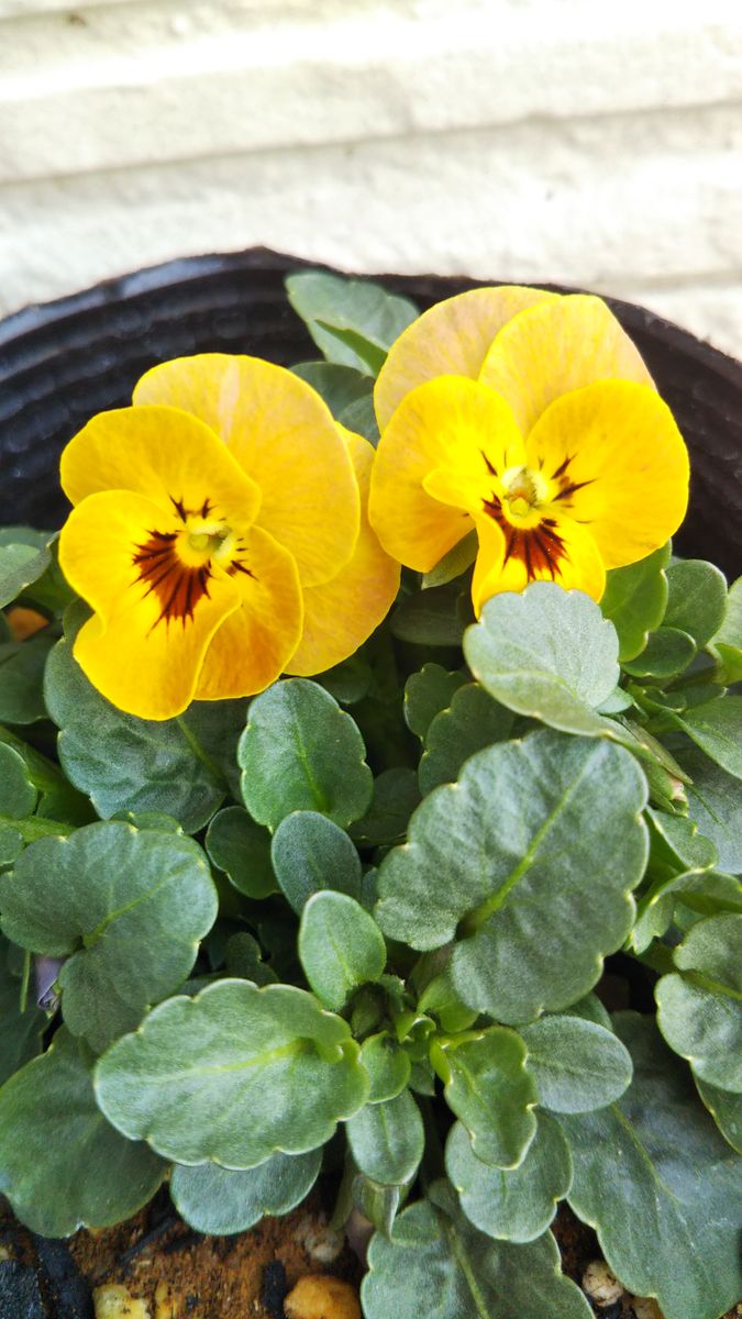 種から育てる憧れのビオラ♥️ 3月1日 15株目開花