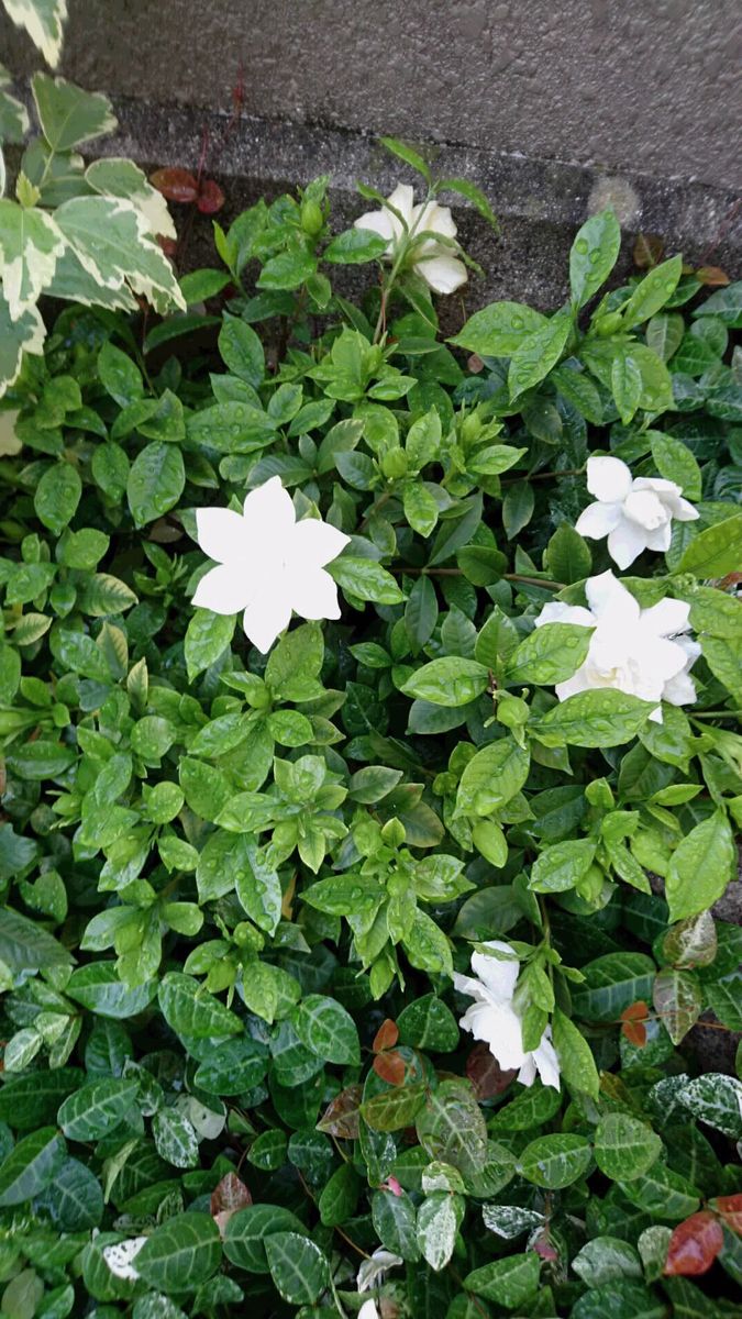 地植えの北限は？ 開花