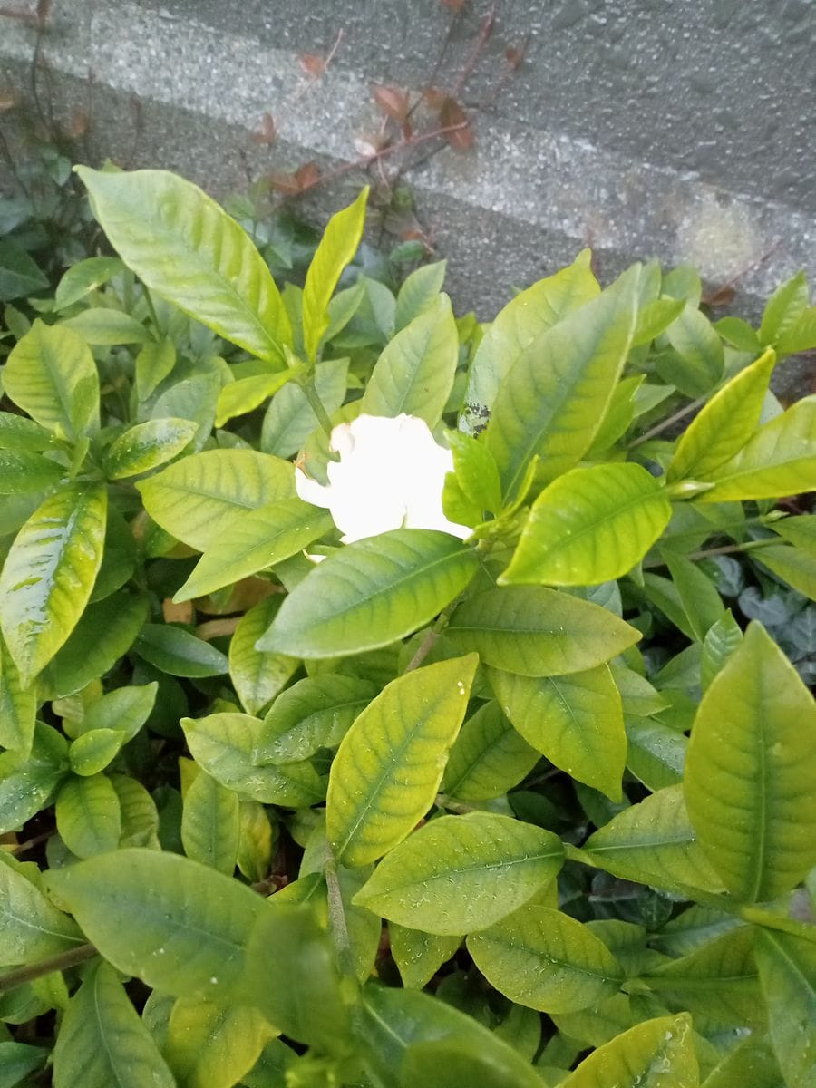 地植えの北限は？ 狂い咲き