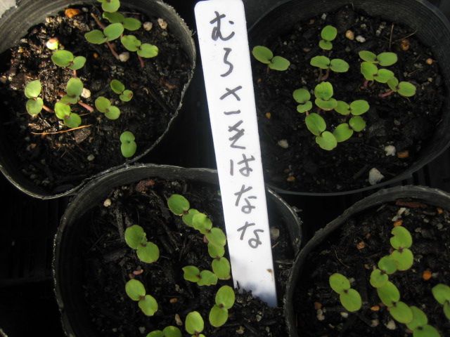 お気に入りの花を育てる ムラサキハナナの芽が出た様子