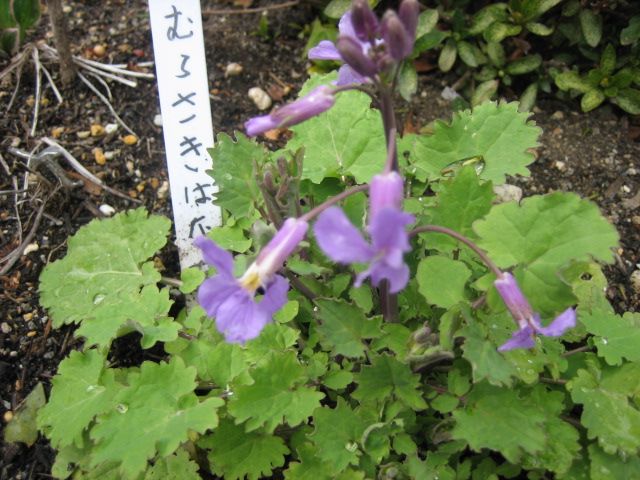 お気に入りの花を育てる ムラサキハナナの花が咲きだしました。