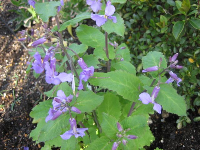 お気に入りの花を育てる ムラサキハナナが大きくなりました。