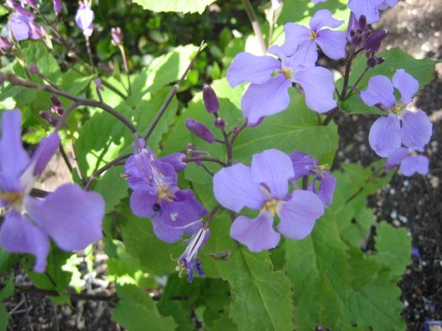 お気に入りの花を育てる ムラサキハナナの花