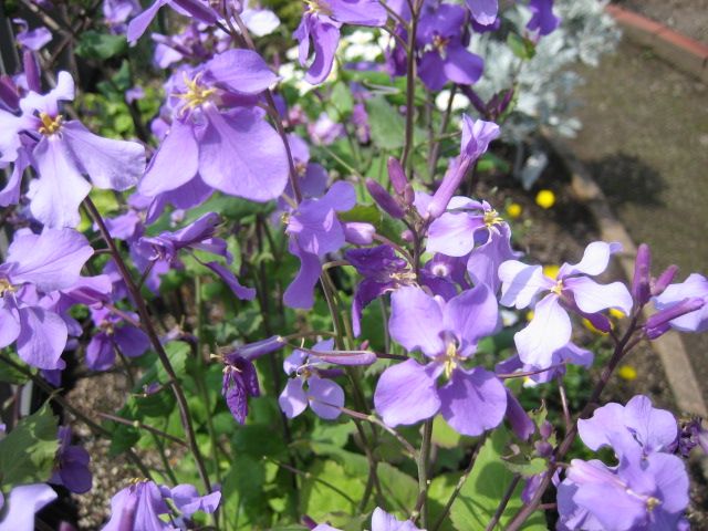 お気に入りの花を育てる