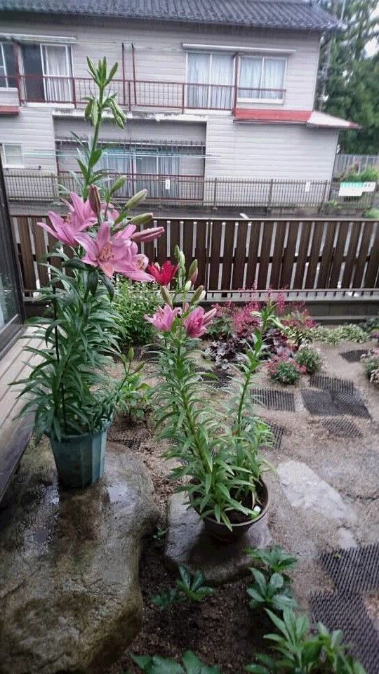 植えっぱなし球根の寿命 鉢植えの赤花