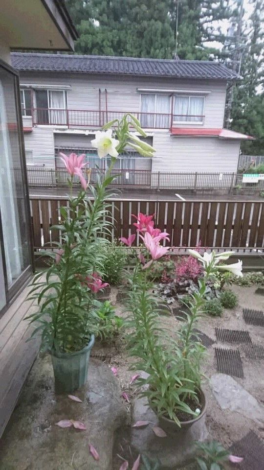 植えっぱなし球根の寿命 鉢植えの白花