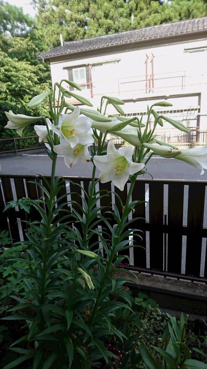 植えっぱなし球根の寿命 地植えの白花