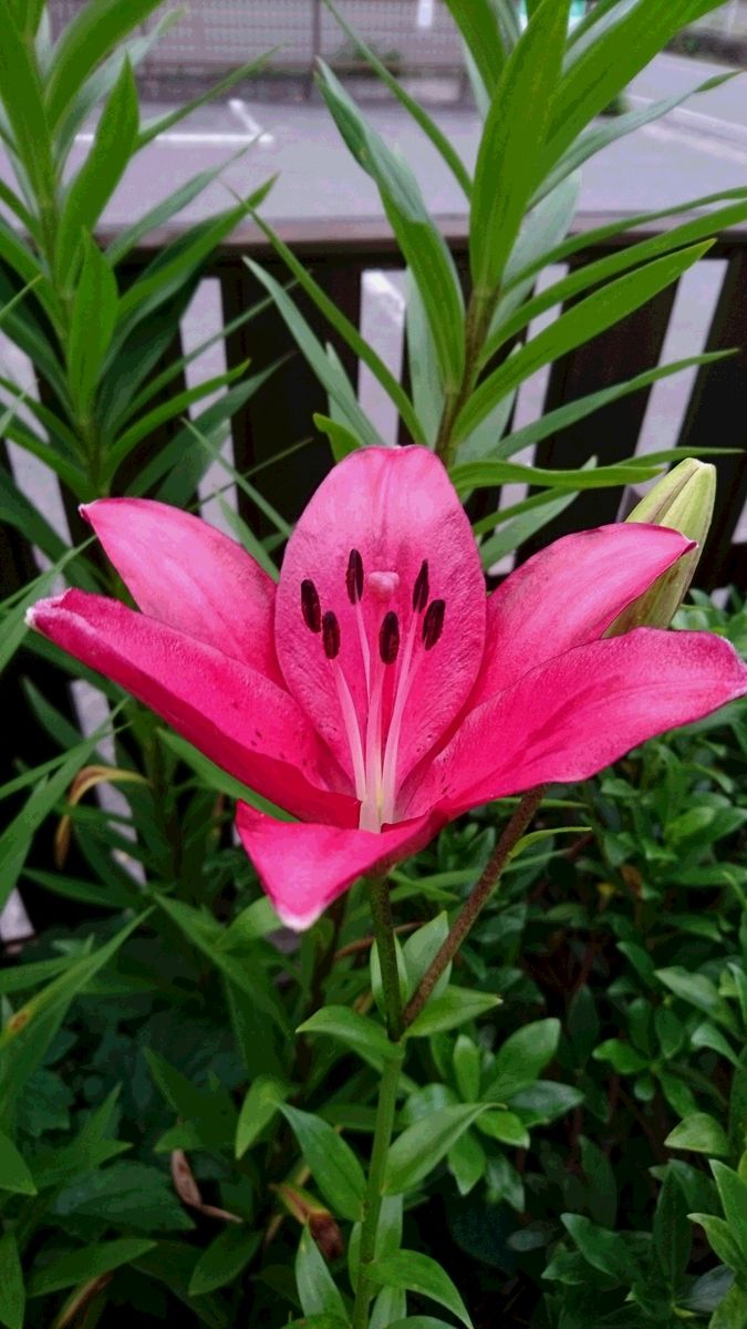 植えっぱなし球根の寿命 赤のスカシユリ