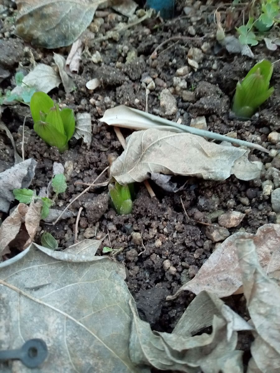 植えっぱなし球根の寿命 発芽