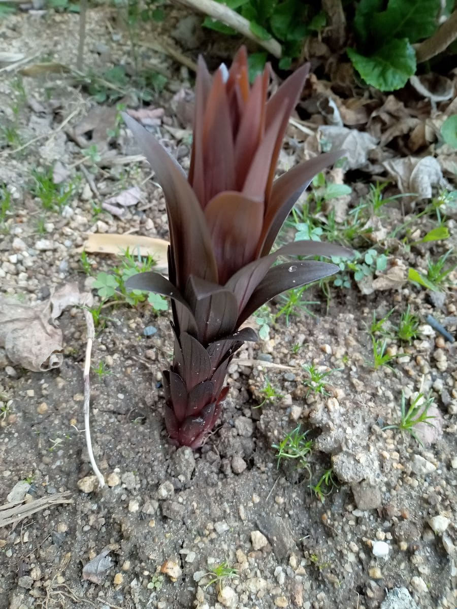 植えっぱなし球根の寿命 オリエンタルユリの発芽