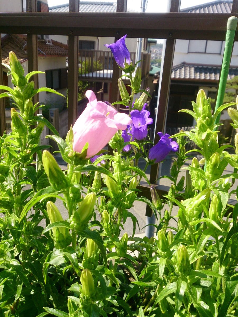 カンパニュラ　メイ混合 開花始まる