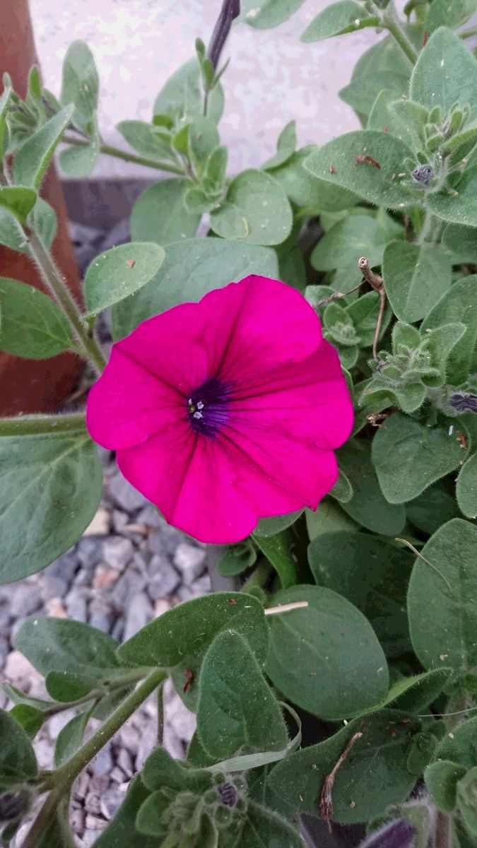 “ペチュニア”の冬越しにチャレンジ 開花