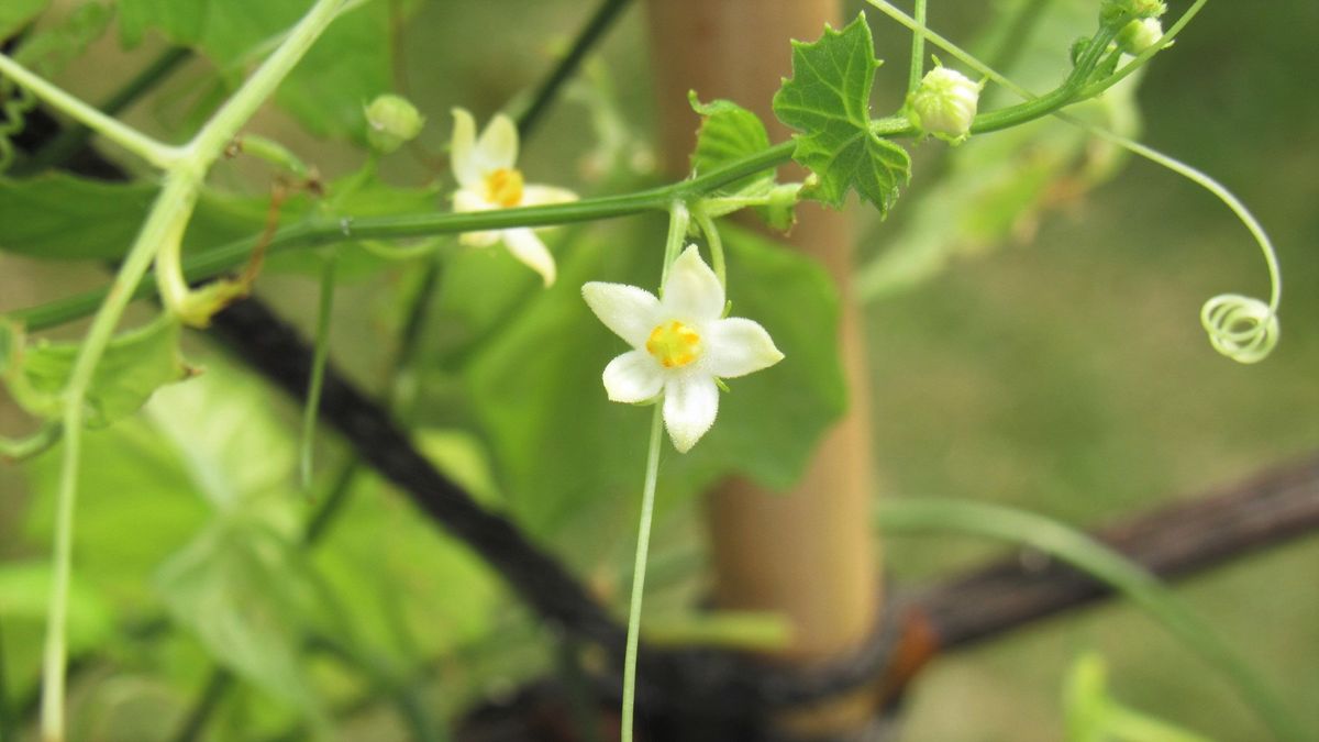 野草のスズメウリを盆栽風に育ててみたい 2020年8月7日開花