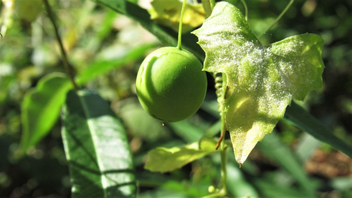 野草のスズメウリを盆栽風に育ててみたい 2020年10月3日反省