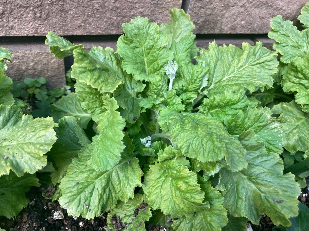 採種した種からウインティーを育てる 花芽が立ち上がってきた！