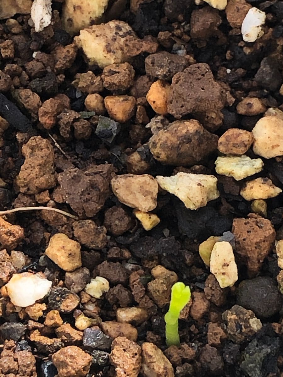 セミノール(実生)を育てたい 発芽した