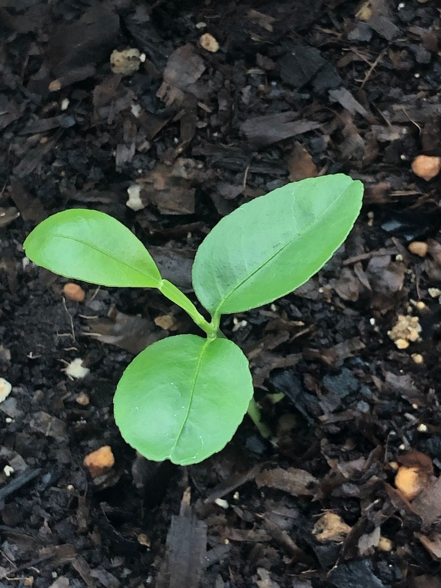 セミノール(実生)を育てたい 翼葉確認