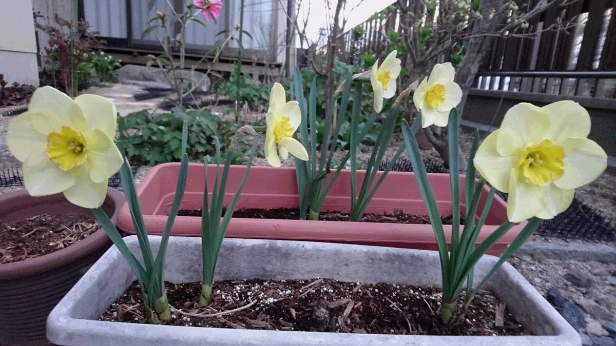 “スイセン”の地植えにチャレンジ 鉢植えのスイセン開花