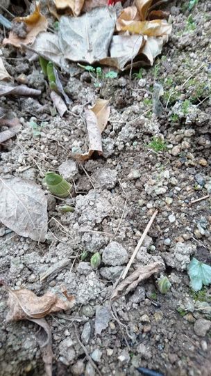 “スイセン”の地植えにチャレンジ 発芽