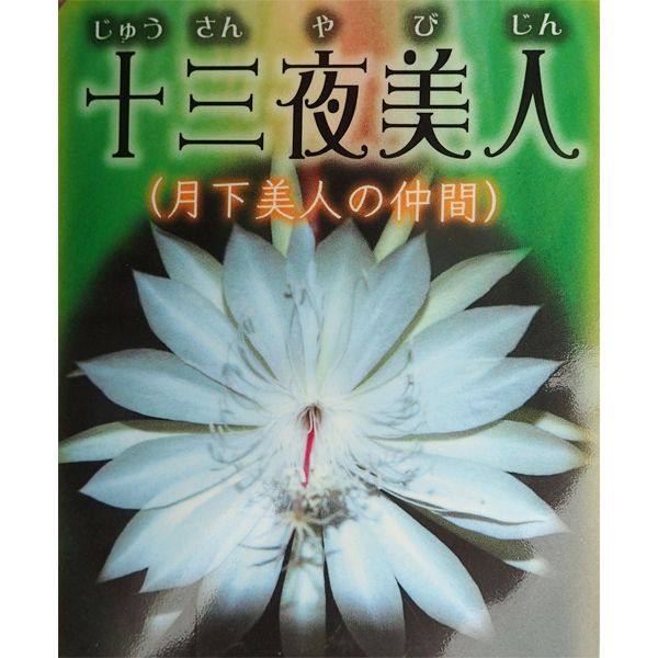 月下美人『十三夜美人』を挿し穂から育てる😃