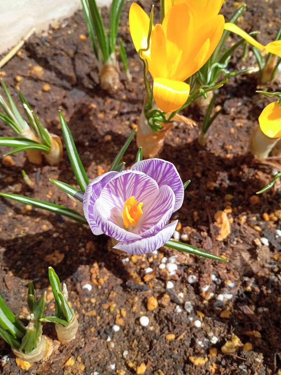 “クロッカス”を鉢植えで 黄花に続いて淡いブルー花