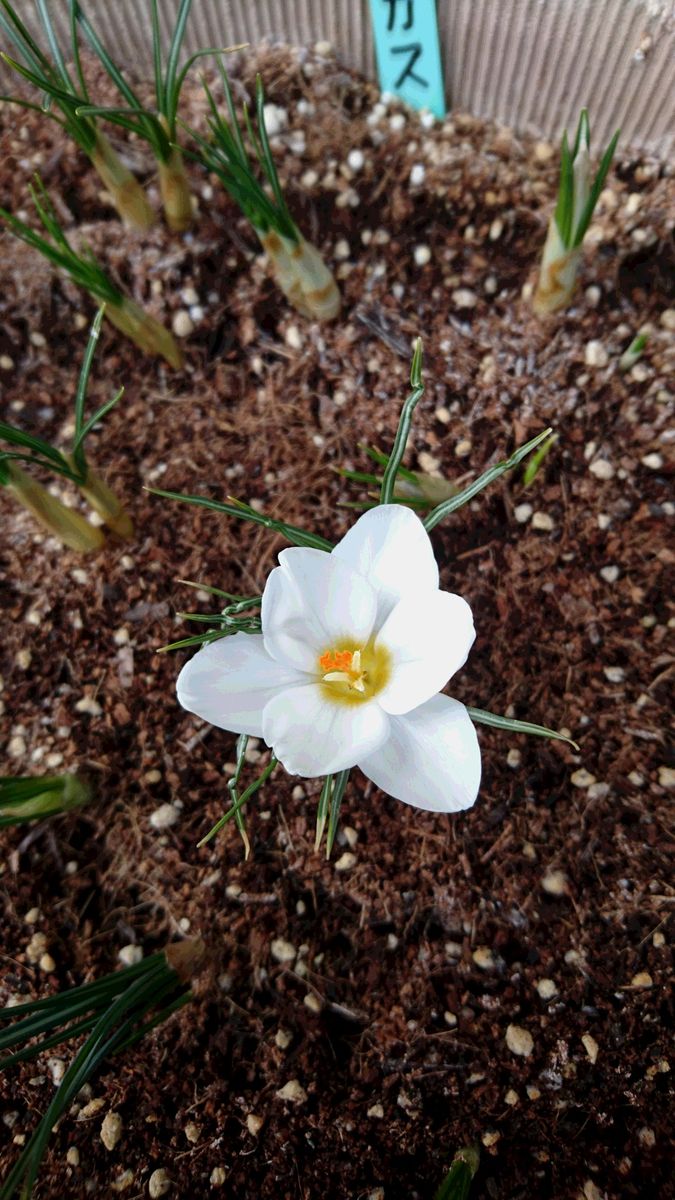 “クロッカス”を鉢植えで 一番花が開花