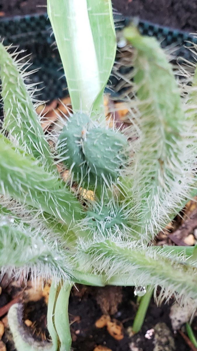 今一番見たい花、ホリデュラ🌼 8月13日 蕾と確認