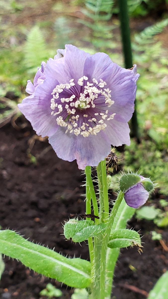 今一番見たい花、ホリデュラ🌼 9月11日 待望の花が咲きました🌼