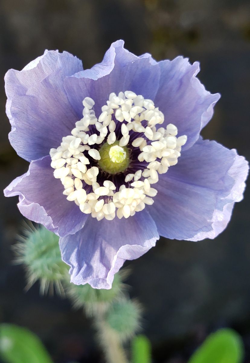 今一番見たい花、ホリデュラ🌼 9月15日 ２つ目の苗も咲いてくれました