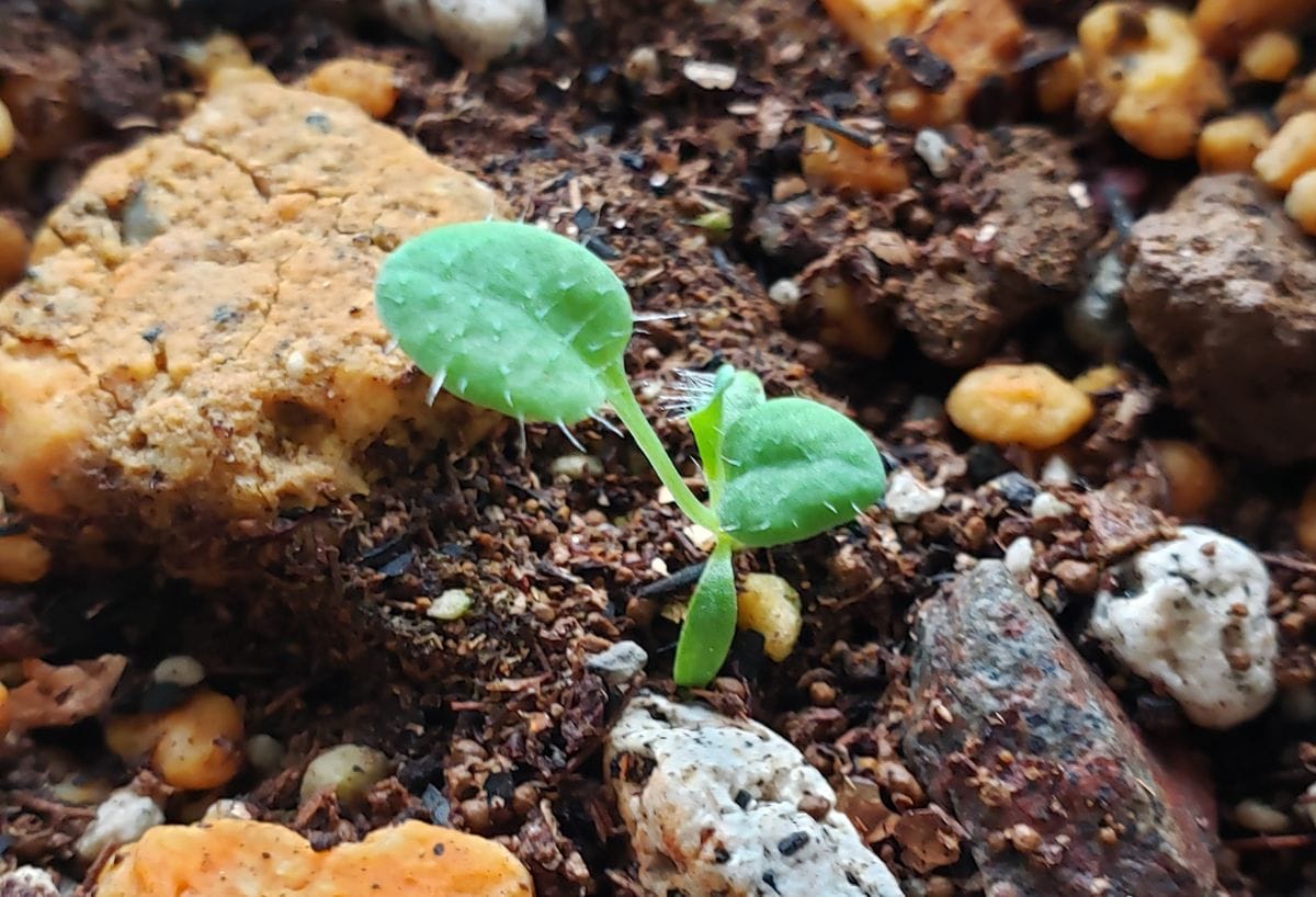 今一番見たい花、ホリデュラ🌼 12月2日 一番大きな苗🌱