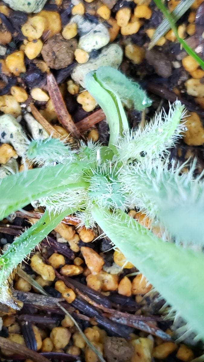 今一番見たい花、ホリデュラ🌼 8月4日 蕾らしき物を発見🌱