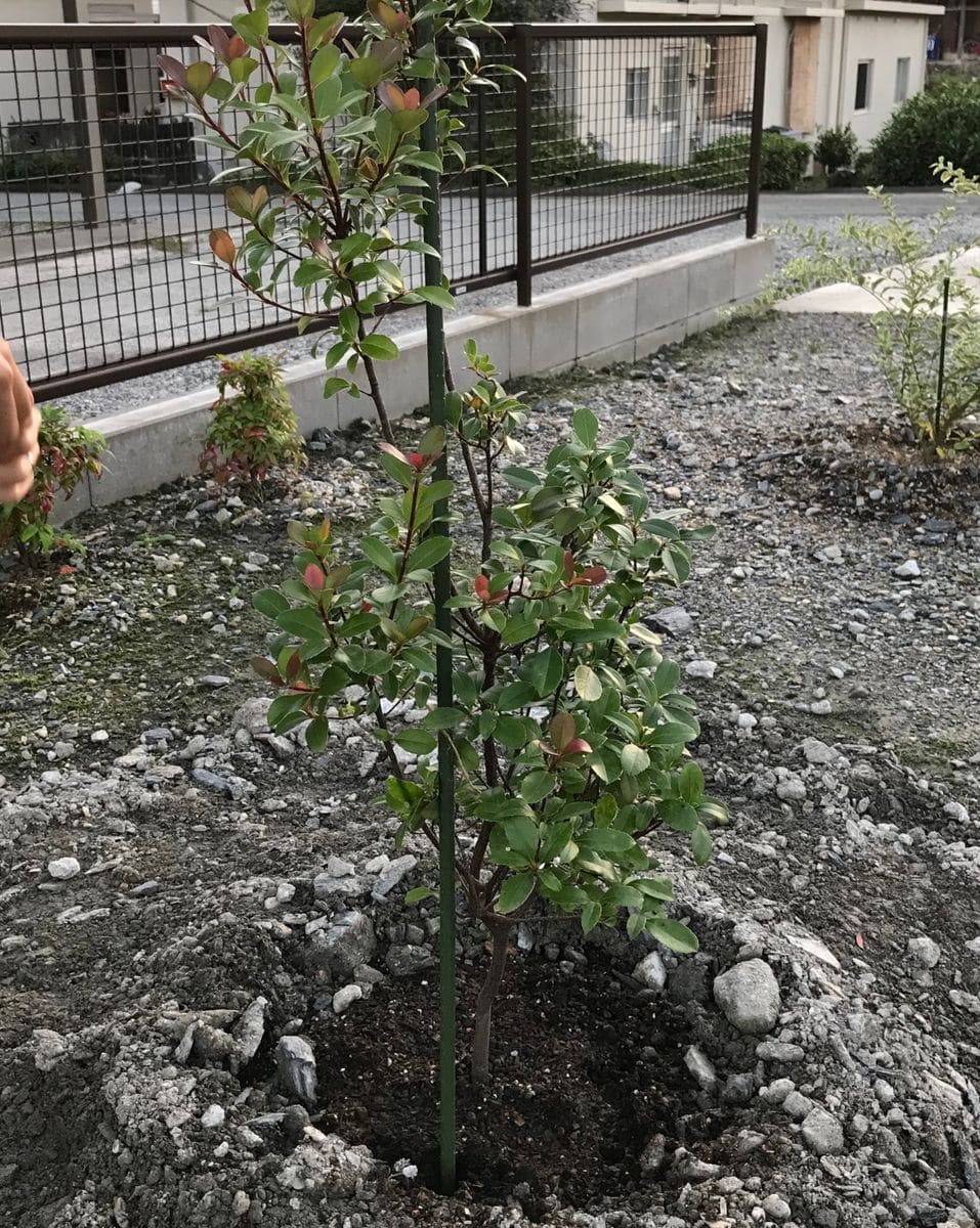 ベニバナシャリンバイ 購入して1週間後に地植えへ