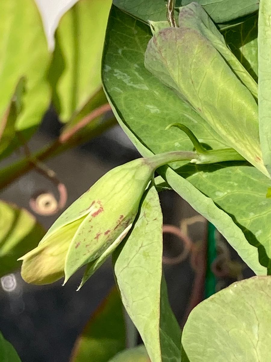 ツタンカーメンのエンドウ豆で豆ご飯を炊く🎵 花芽❣️