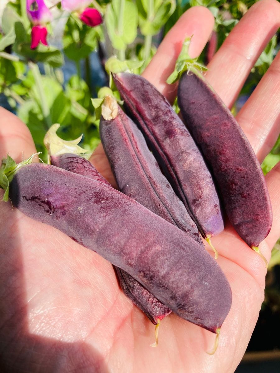 ツタンカーメンのエンドウ豆で豆ご飯を炊く🎵 初収穫❣️