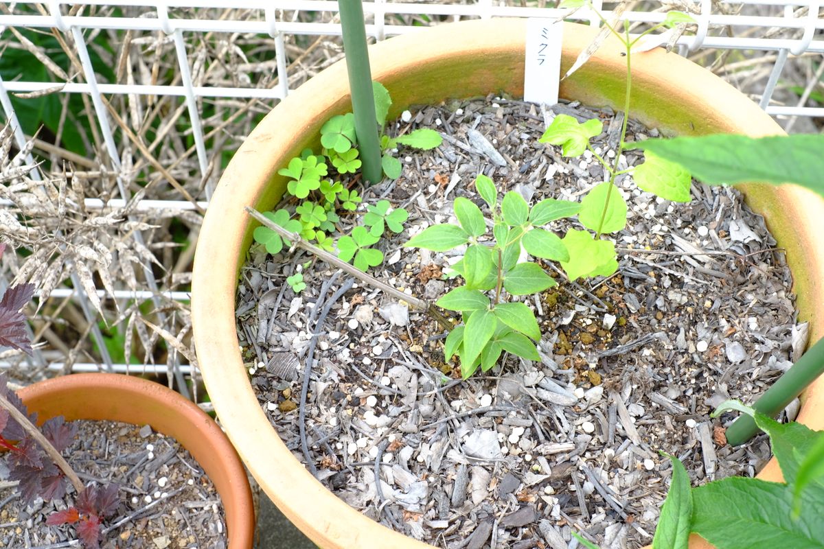 地植えクレマチス 引越し 現在の様子