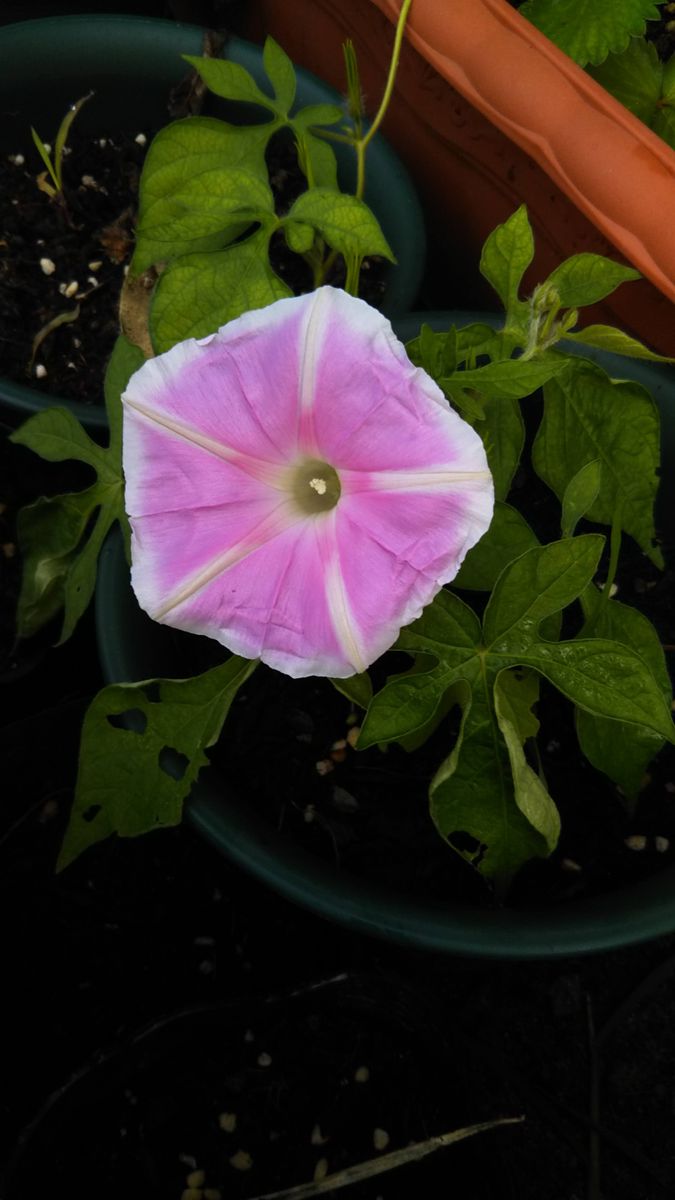 秋に開花したピンクの朝顔を盆栽仕立てにする １０月３日　朝顔が一輪咲いた