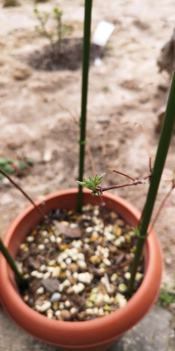 エリザベスを育てる 芽が徐々に大きくなってきています