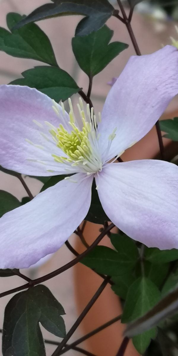 エリザベスを育てる 花はソロソロ終わりのようです