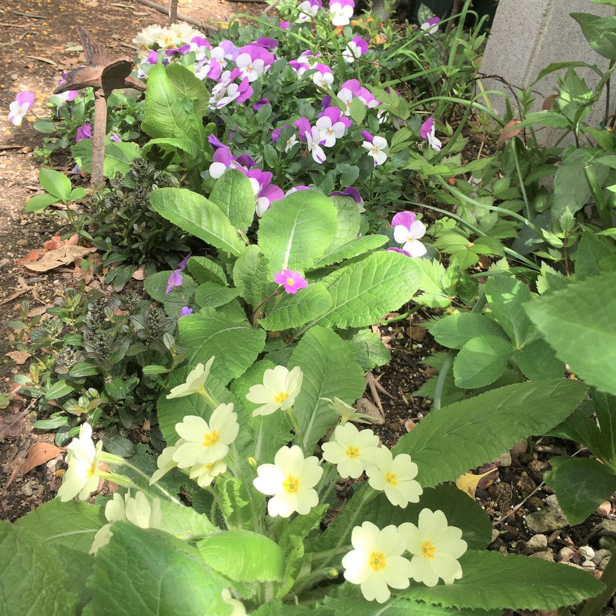 初めてのビオラの種まき【終了】 地植え組