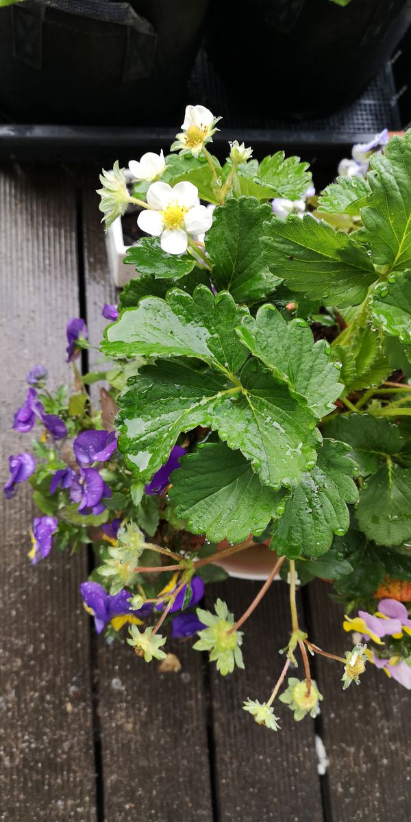 はじめてのイチゴ 次々に花がつきます