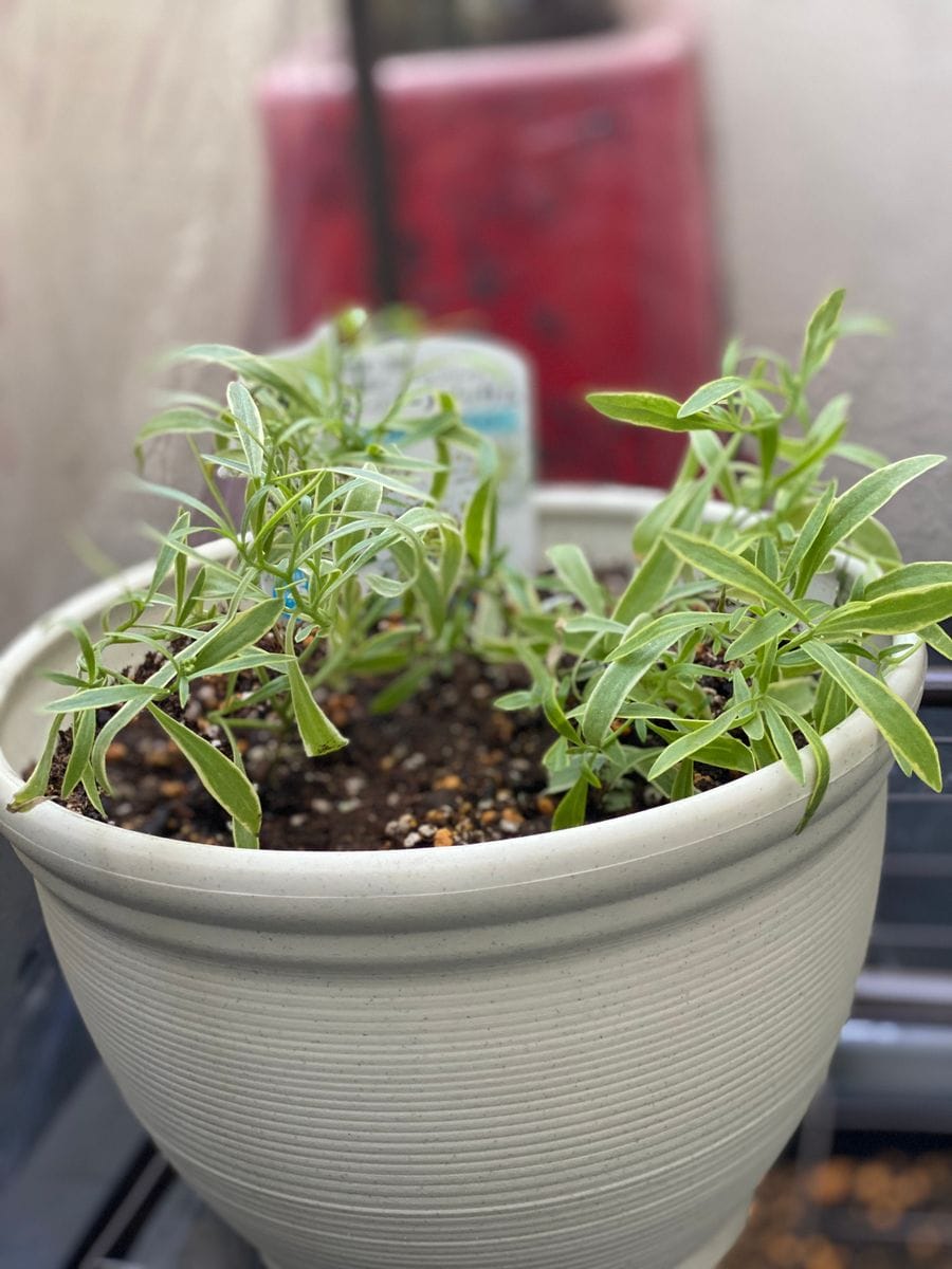 見切りッサム 植え替え翌日