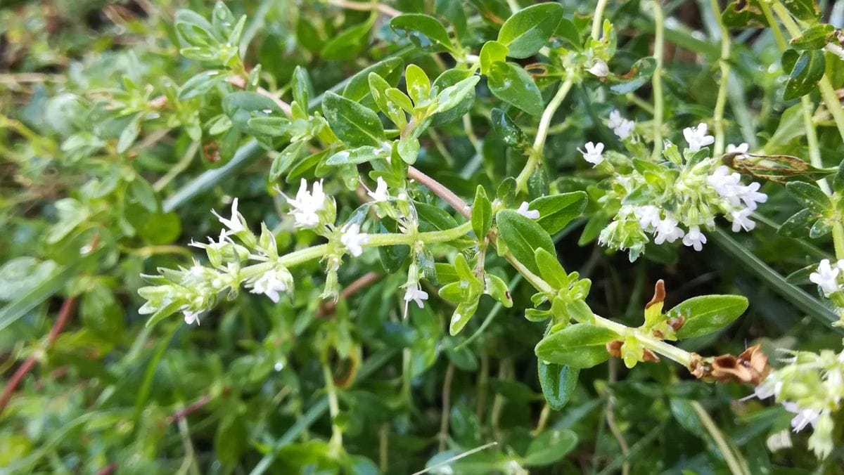 種から育てるクリーピングタイム 花が咲きました