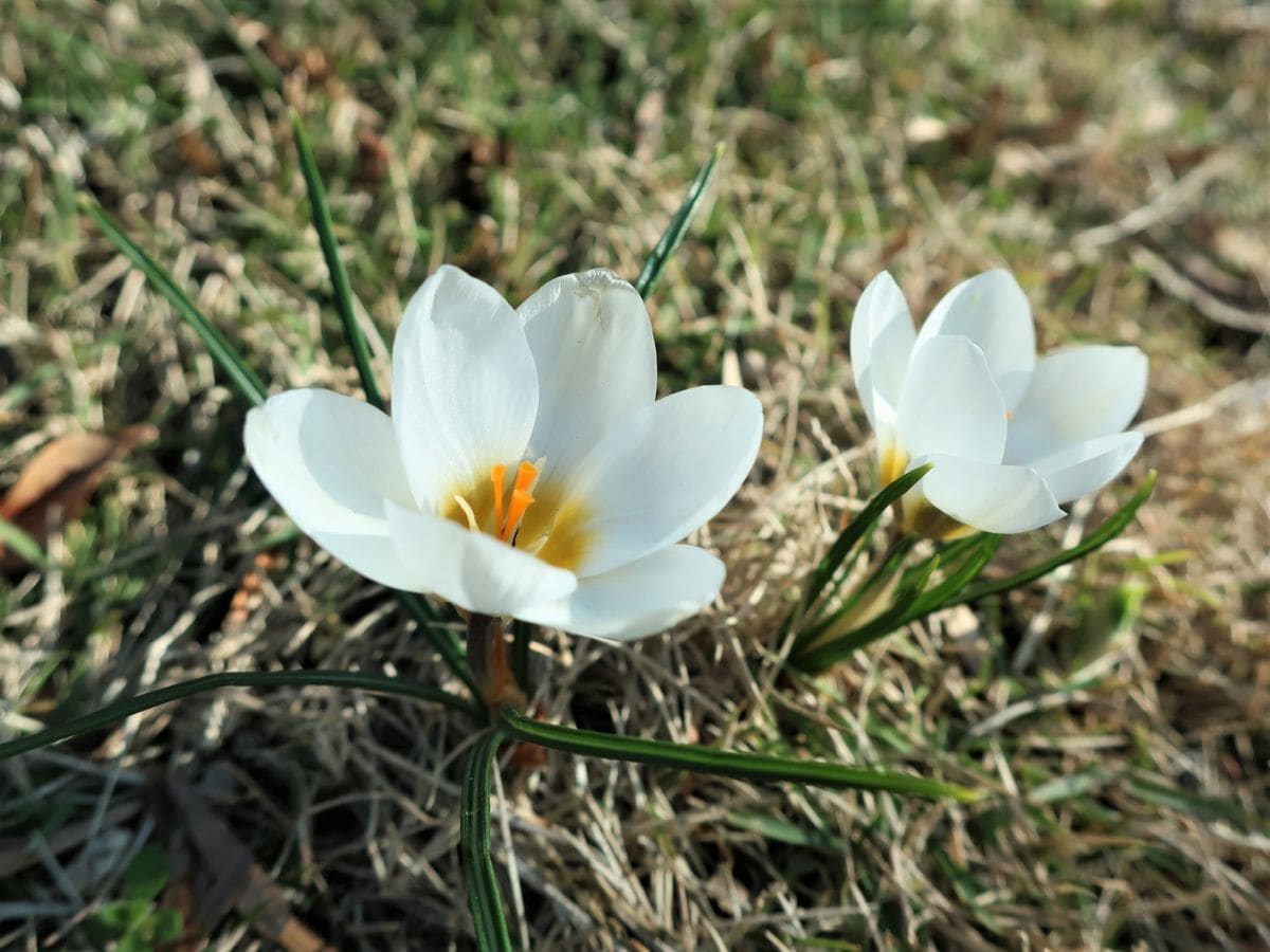 芝生の中で、元気に育って！・・クロッカス ２月２１日　しっかり咲いています！