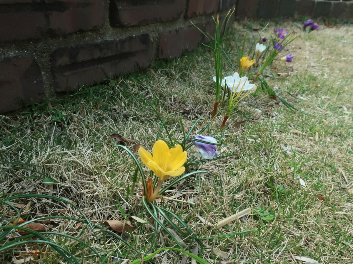 芝生の中で、元気に育って！・・クロッカス 座り込んで横から見てみました！